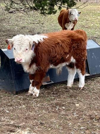 Mini Hereford Bull!!