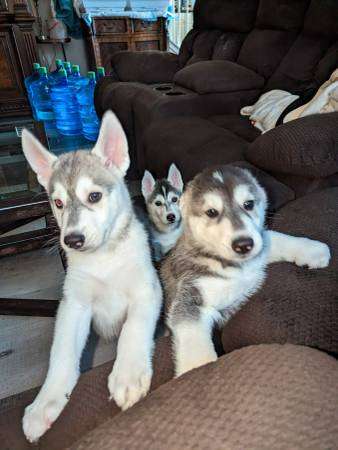 Rehoming Husky Pups