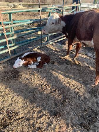 Cow calf