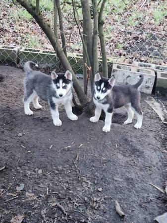 Husky/Malamute pups