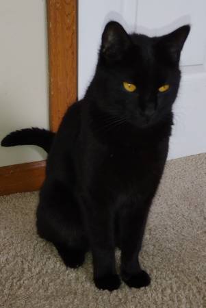 Black cat for rehome