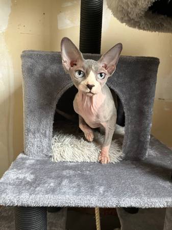 Sphynx Cats