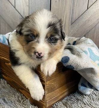 SWEETY Aussie puppy