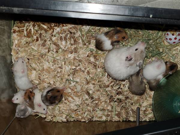 Syrian hamsters