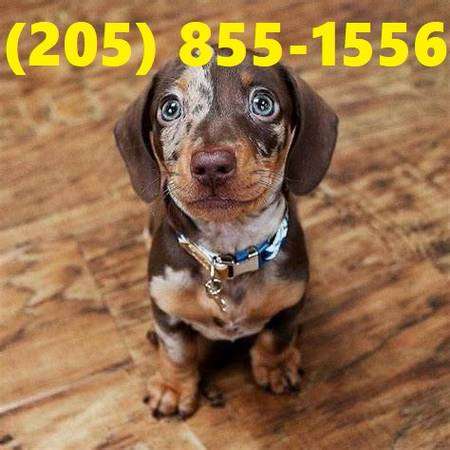 breeding dog Dachshund