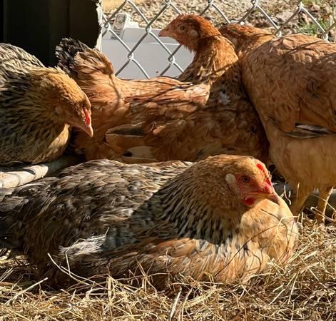 Chickens – Dixie Rainbow Laying hens