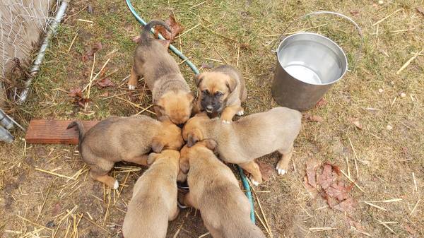 german shepherd/ boxers puppies 6 weeks old