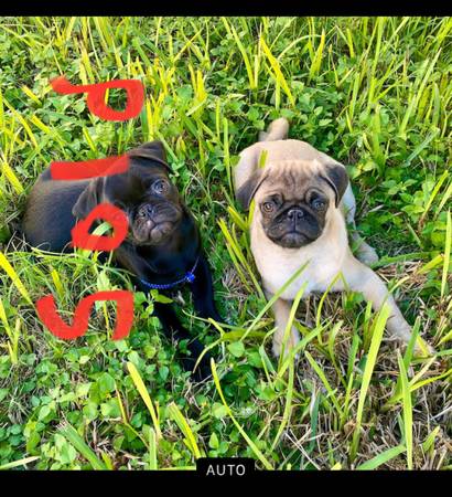 pugs puppies