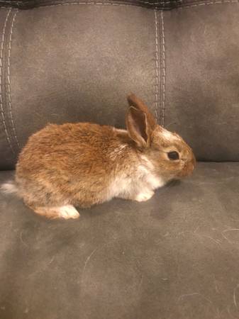 Californian mix rabbits