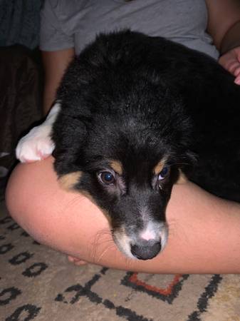 Aussie shep pups