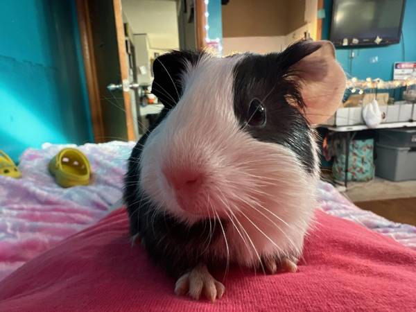 Baby guinea pigs