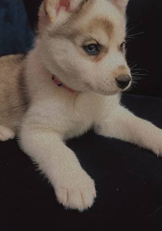 Husky $500