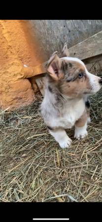 Corgi puppies