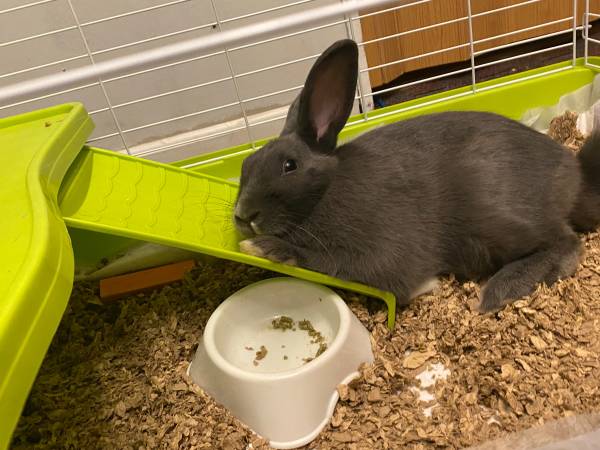 Free large male rabbit