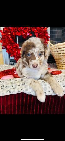 Aussidoodle puppies