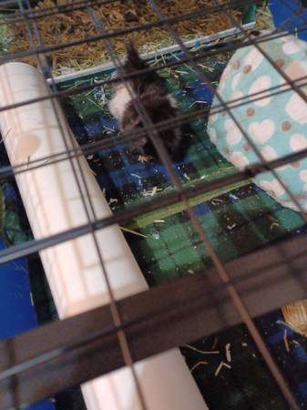 2 male guinea pigs and free cage