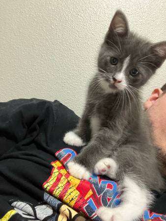 2 male kittens tuxedo/ragamuffin mix 9 weeks old