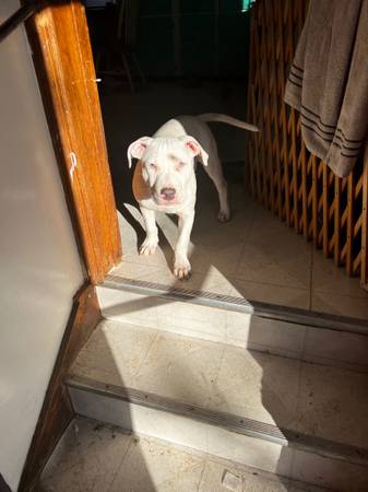 4 month old white male pitbull