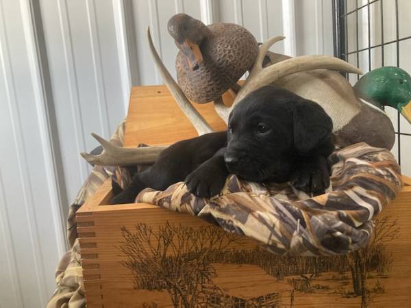 Purebred Lab Puppies