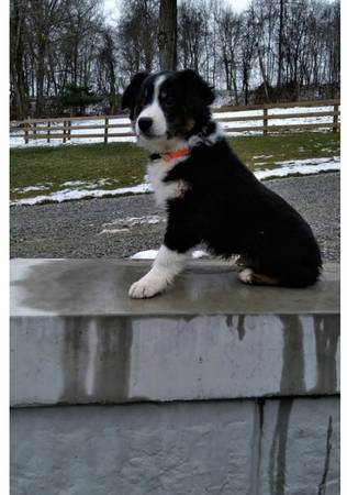 Aussie shep pups