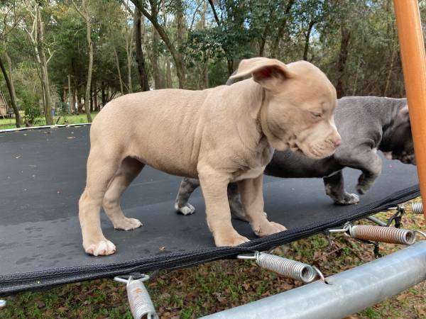 American Bullies Standard