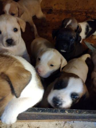 American bulldog puppies available now!