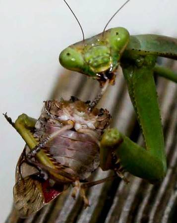 5 Praying Mantis Egg + FREE Hatching Habitat Bag