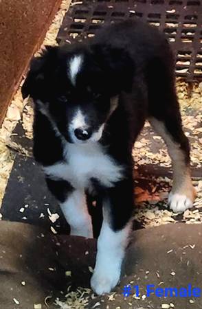 ABCA Reg Border Collie puppy