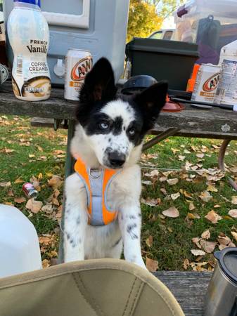 Male Pom Klee looking for his new home