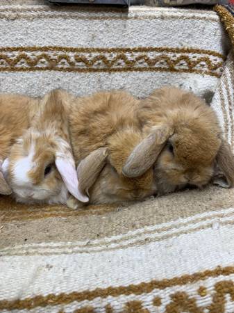 holland lop bunnies rabbits