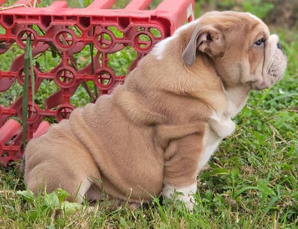 Male English Bulldog Puppy 1500