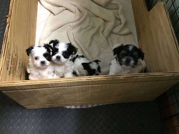 Small Puppies