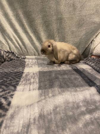 Holland Lop Bunnies