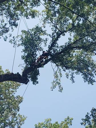 TREE SERVICE,TREE TRIMMING TREE REMOVAL LYNCHBURG VA