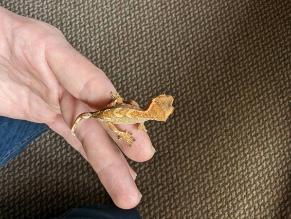 Crested Gecko Hatchlings