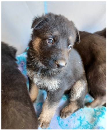 Shepherd/Mastiff Puppies for rehoming