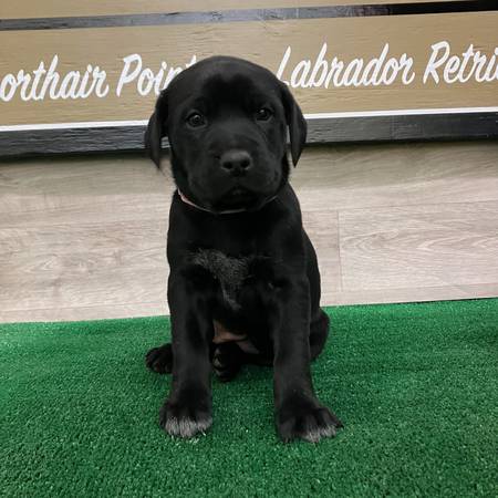 German Shorthaired Lab puppies