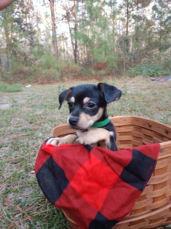 Chihuahua puppies!!!!!