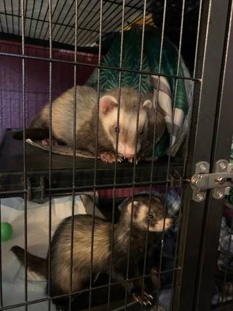 Ferrets