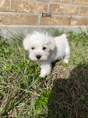 Miniature Schnauzers