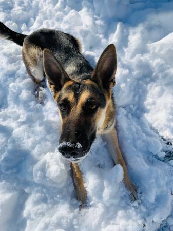 German Sheperd/Belgian malinois