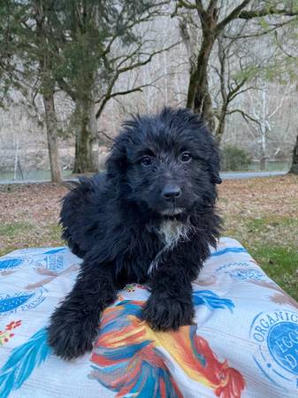 Aussiedoodle