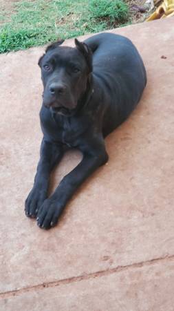 CANE CORSO