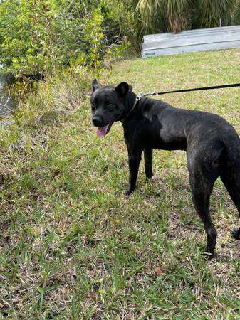 Rehoming 7 month old female puppy