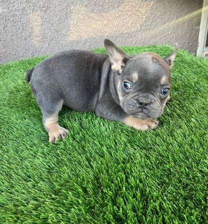 rehoming adorable french bulldogs