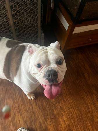 Deaf Olde English Bulldog In Need of Home