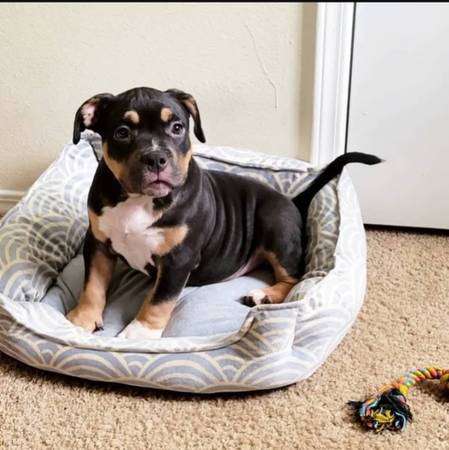 American bully puppies