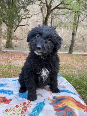 Aussiedoodle