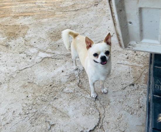 Applehead Chihuahua