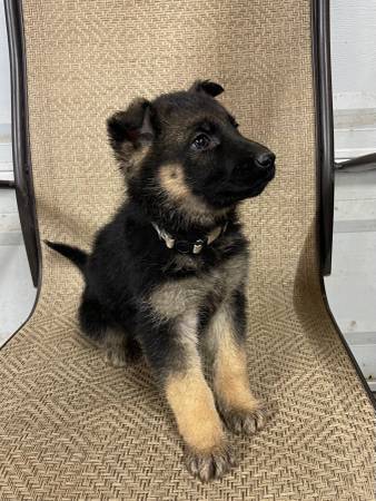 AKC German Shepherd females